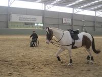 Para Equestrian